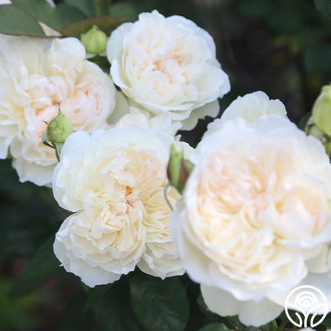 Bolero™ 7 Bolero™ - Image 5