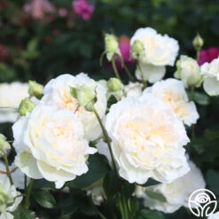 Bolero™ 18 Bolero™ -Heirloom Roses Bolero 14