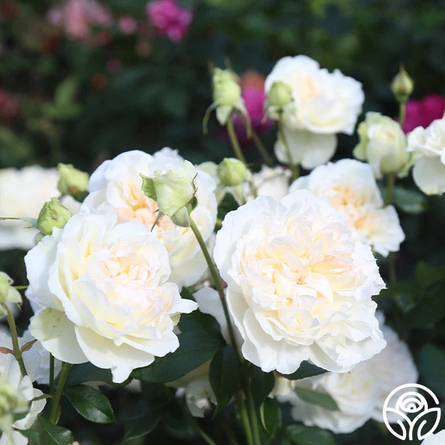 Bolero™ 8 Bolero™ - Image 6