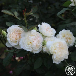 Bolero™ 20 Bolero™ -Heirloom Roses Bolero 15