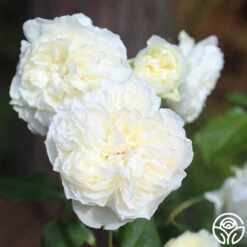 Bolero™ 23 Bolero™ -Heirloom Roses Bolero 17