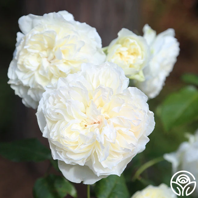 Bolero™ 13 Bolero™ - Image 11