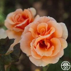 Brandy™ -Heirloom Roses Brandy 01