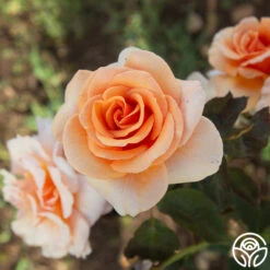 Brandy™ -Heirloom Roses Brandy 03