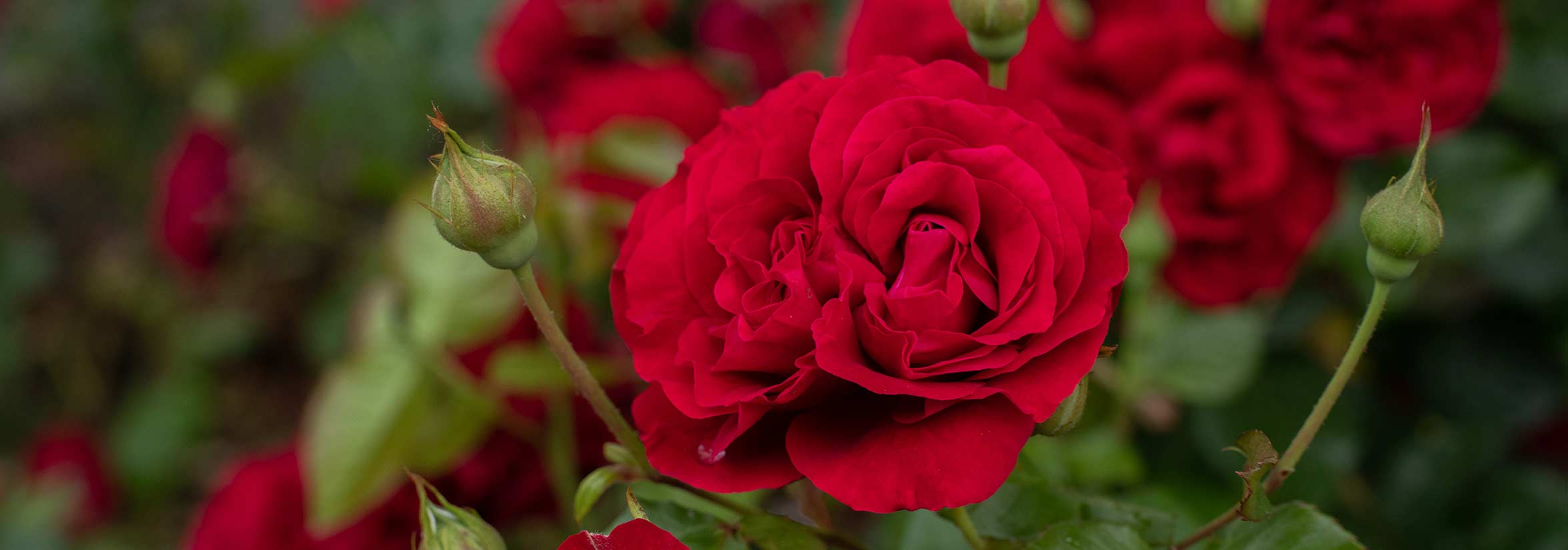 Heirloom Roses -Heirloom Roses Braveheart HP 1