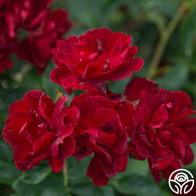 Brick House™ 4 Brick House™ - Image 2