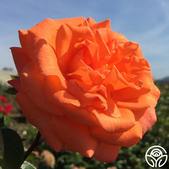 Bright Fire 3 Bright Fire