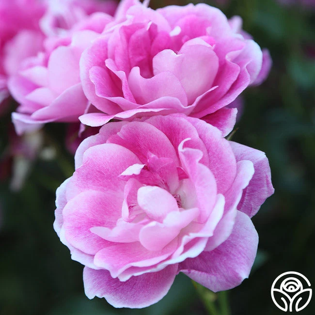 Brilliant Pink Iceberg 4 Brilliant Pink Iceberg - Image 2