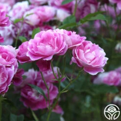 Brilliant Pink Iceberg 14 Brilliant Pink Iceberg -Heirloom Roses Brilliant Pink Iceberg 12