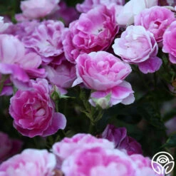 Brilliant Pink Iceberg 20 Brilliant Pink Iceberg -Heirloom Roses Brilliant Pink Iceberg 13