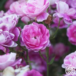 Brilliant Pink Iceberg 18 Brilliant Pink Iceberg -Heirloom Roses Brilliant Pink Iceberg 15