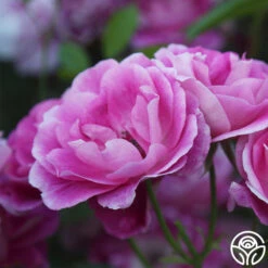 Brilliant Pink Iceberg 21 Brilliant Pink Iceberg -Heirloom Roses Brilliant Pink Iceberg 16