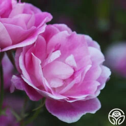 Brilliant Pink Iceberg 16 Brilliant Pink Iceberg -Heirloom Roses Brilliant Pink Iceberg 17