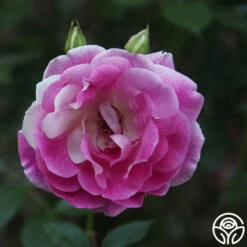 Brilliant Pink Iceberg 19 Brilliant Pink Iceberg -Heirloom Roses Brilliant Pink Iceberg 19