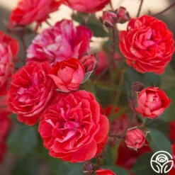Veranda® Brilliant™ 20 Veranda® Brilliant™ -Heirloom Roses Brilliant Veranda 12