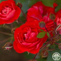 Veranda® Brilliant™ 26 Veranda® Brilliant™ -Heirloom Roses Brilliant Veranda 122