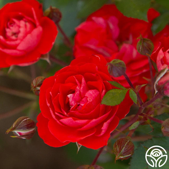 Veranda® Brilliant™ 14 Veranda® Brilliant™ - Image 12