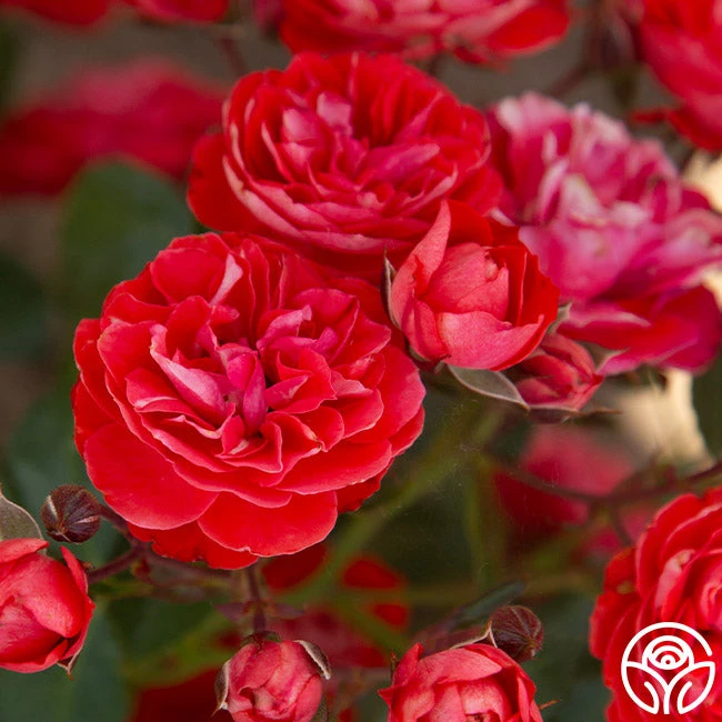 Veranda® Brilliant™ 9 Veranda® Brilliant™ - Image 7