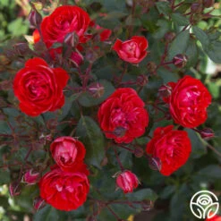 Veranda® Brilliant™ 19 Veranda® Brilliant™ -Heirloom Roses Brilliant Veranda 14