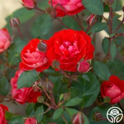 Veranda® Brilliant™ 24 Veranda® Brilliant™ -Heirloom Roses Brilliant Veranda 18