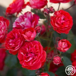 Veranda® Brilliant™ 17 Veranda® Brilliant™ -Heirloom Roses Brilliant Veranda 19