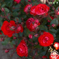 Veranda® Brilliant™ 27 Veranda® Brilliant™ -Heirloom Roses Brilliant Veranda 20