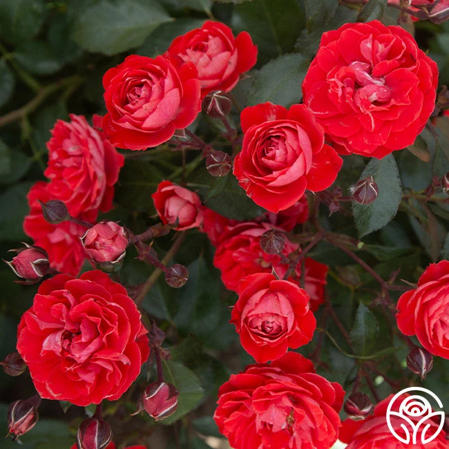 Veranda® Brilliant™ 3 Veranda® Brilliant™