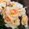 By Appointment™ 2 By Appointment™ -Heirloom Roses By Appointment 00