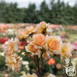 By Appointment™ -Heirloom Roses By Appointment 02