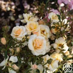 By Appointment™ -Heirloom Roses By Appointment 04