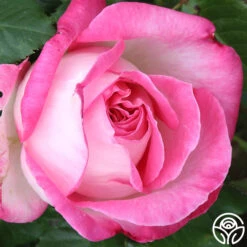 California Dreamin'™ -Heirloom Roses California Dreamin 11