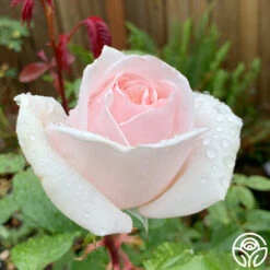 Cameo Perfume™ -Heirloom Roses Cameo Perfume 06