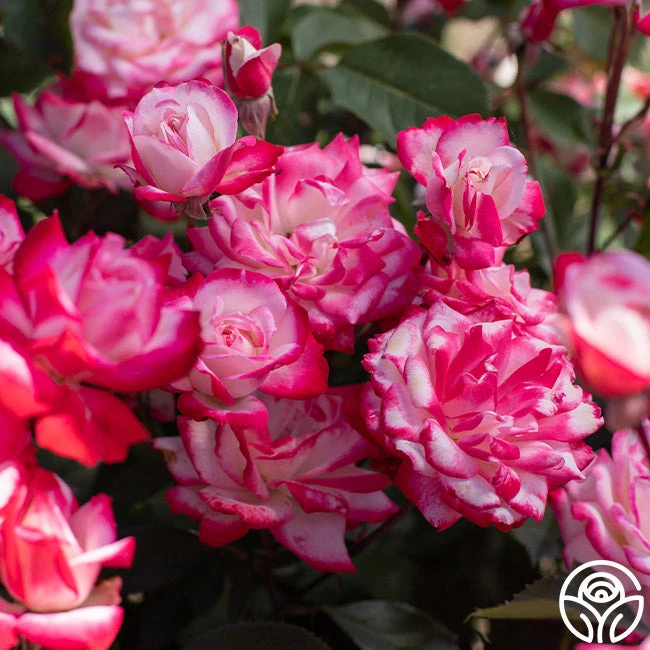 Candy Cane Cocktail™ 13 Candy Cane Cocktail™ - Image 11