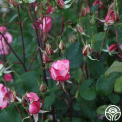 Candy Cane Cocktail™ 34 Candy Cane Cocktail™ -Heirloom Roses Candy Cane Cockail 14