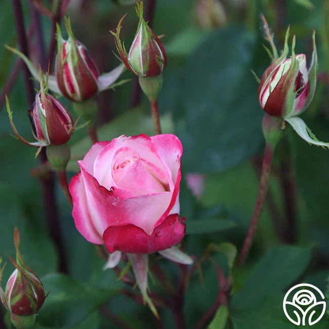 Candy Cane Cocktail™ 20 Candy Cane Cocktail™ - Image 18