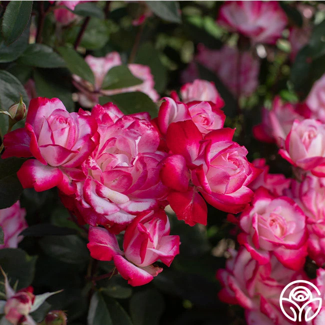 Candy Cane Cocktail™ 15 Candy Cane Cocktail™ - Image 13