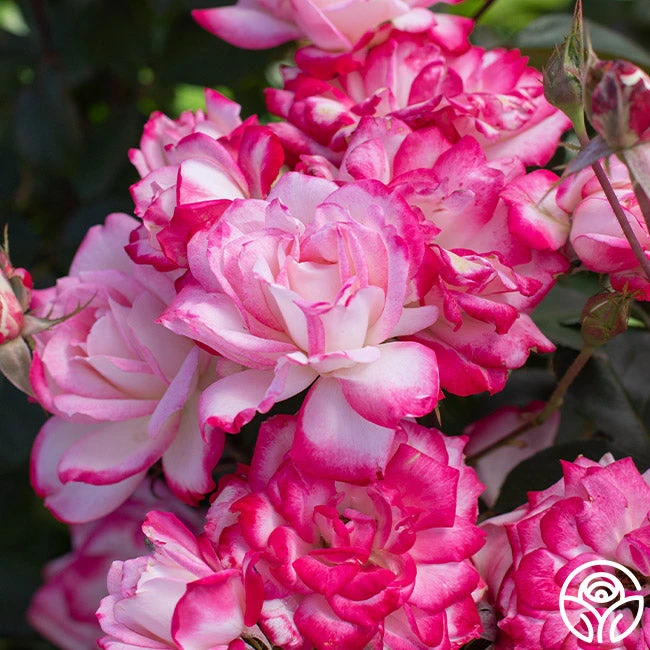 Candy Cane Cocktail™ 3 Candy Cane Cocktail™