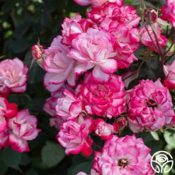 Candy Cane Cocktail™ 27 Candy Cane Cocktail™ -Heirloom Roses Candy Cane Cocktail 13