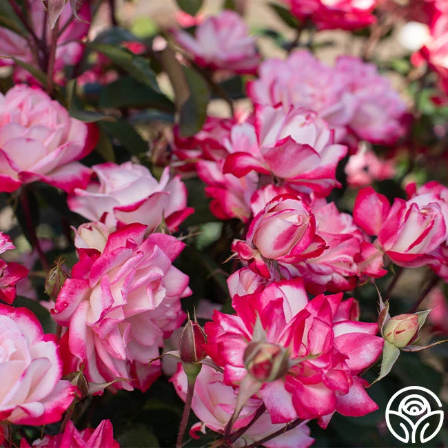 Candy Cane Cocktail™ 4 Candy Cane Cocktail™ - Image 2