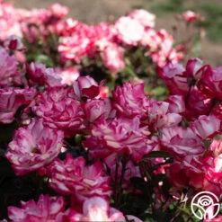 Candy Cane Cocktail™ 25 Candy Cane Cocktail™ -Heirloom Roses Candy Cane Cocktail 14