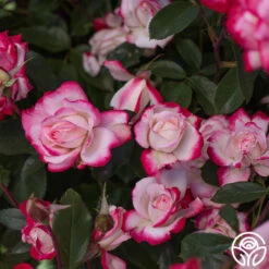 Candy Cane Cocktail™ 24 Candy Cane Cocktail™ -Heirloom Roses Candy Cane Cocktail 15