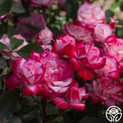 Candy Cane Cocktail™ 33 Candy Cane Cocktail™ -Heirloom Roses Candy Cane Cocktail 16