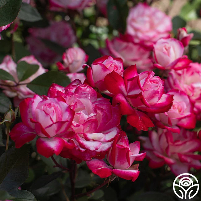 Candy Cane Cocktail™ 16 Candy Cane Cocktail™ - Image 14