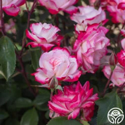 Candy Cane Cocktail™ 22 Candy Cane Cocktail™ -Heirloom Roses Candy Cane Cocktail 18