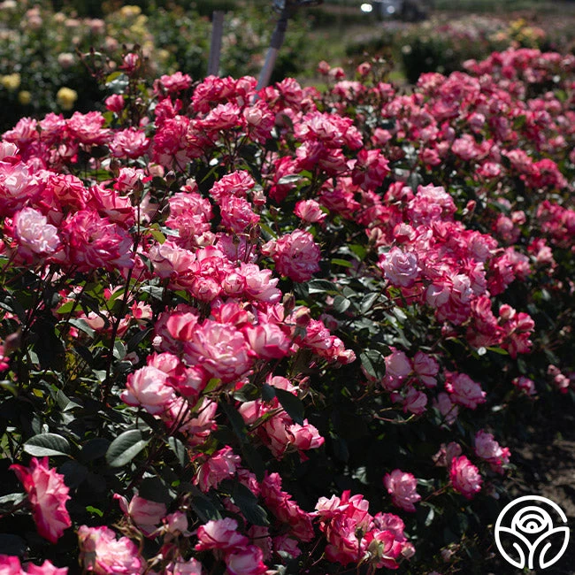 Candy Cane Cocktail™ 11 Candy Cane Cocktail™ - Image 9