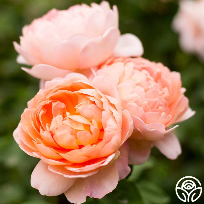 Carding Mill™ 4 Carding Mill™ - Image 2