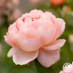 Carding Mill™ 7 Carding Mill™ -Heirloom Roses Carding Mills 12