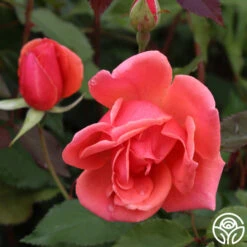 Carefree Celebration 10 Carefree Celebration -Heirloom Roses Carefree Celebration 03