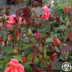 Carefree Celebration 9 Carefree Celebration -Heirloom Roses Carefree Celebration 05