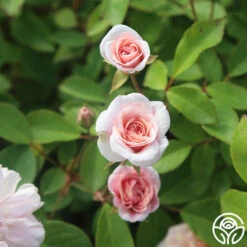 Cécile Brünner™ -Heirloom Roses Cecil Brunner 03